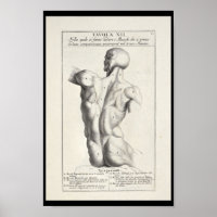 1691 Künstlerische Anatomie Rückmuskeln Kunst druc
