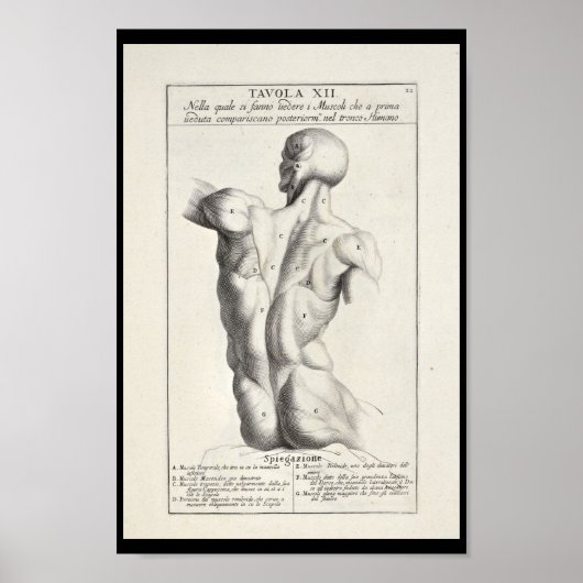 1691 Künstlerische Anatomie Rückmuskeln Kunst druc Poster (Vorne)