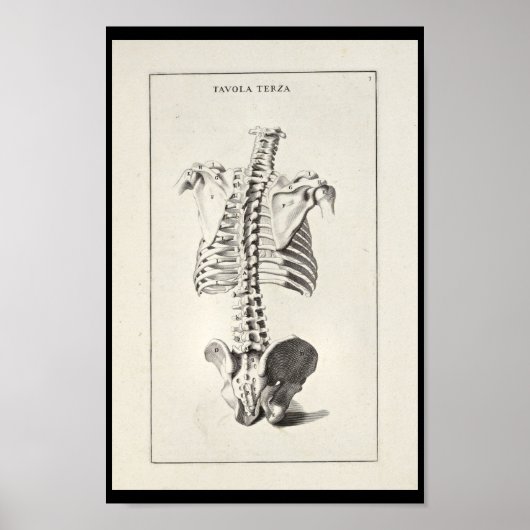 1691 Künstlerische Anatomie Skeleton Pinakothek Pr Poster (Vorne)