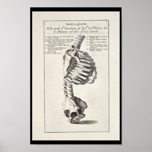 1691 Künstlerische Anatomie Skeleton Pinakothek Pr Poster