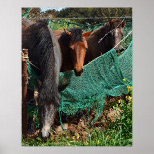 16×20 Drei Pferde Chingus Jeju-do Fotodruck Poster
