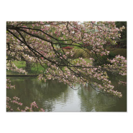 16"x12" Rosa Dogwood Fotodruck
