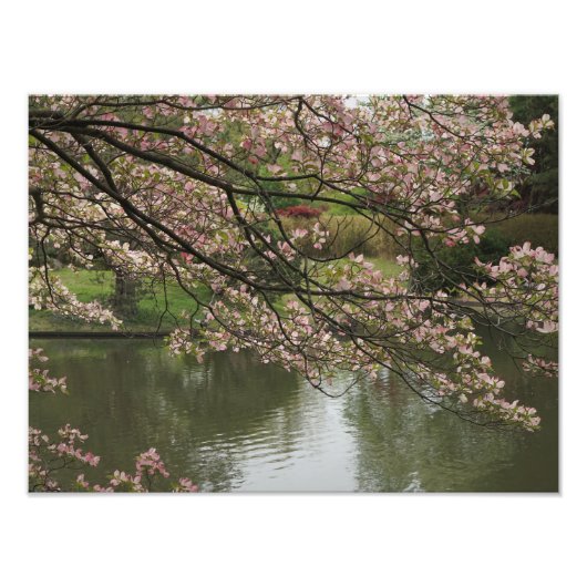 16"x12" Rosa Dogwood Fotodruck (Vorne)