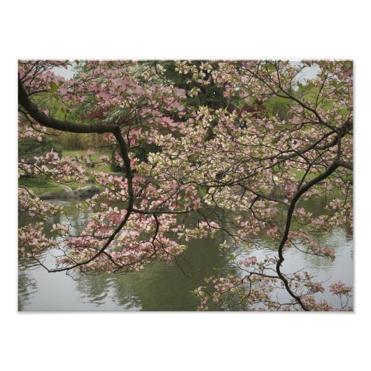 16"x12" Rosa Dogwood Fotodruck (Vorne)