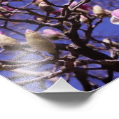 16"x12" Rosa Magnolia Fotodruck (Ecke)
