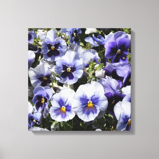 16"x16" Lila Stiefmütterchen Leinwanddruck (Vorderseite)