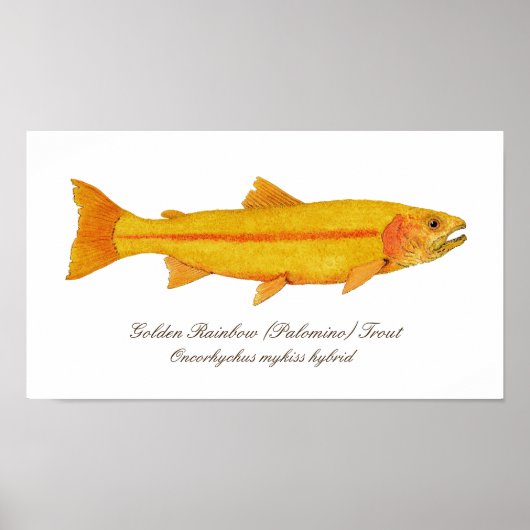 16" x 12", Value Poster Paper (Matte) (Vorne)