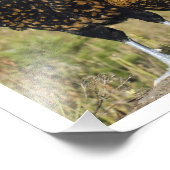 16 X 12 Vier polnische Hühner Fotodruck (Ecke)