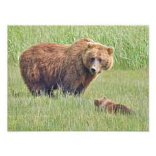 16x12 Grizzlybären Foto Print