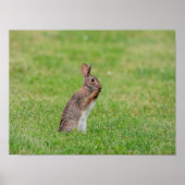 16x12 Kaninchen stehend im Gras und schüchtern aus Poster (Vorne)