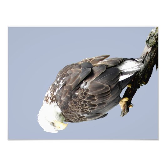 16x12 Kodak Berufliches Foto Paper (Satin) (Vorne)