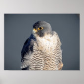 16x12 Peregrine Falcon entlang des Hudson River Poster (Vorne)