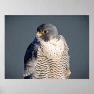16x12 Peregrine Falcon entlang des Hudson River Poster