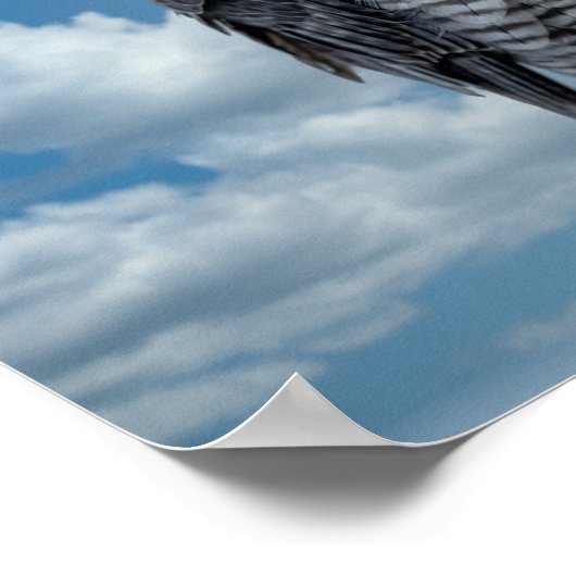 16x12 Peregrine Falcon entlang des Hudson River Poster (Ecke)