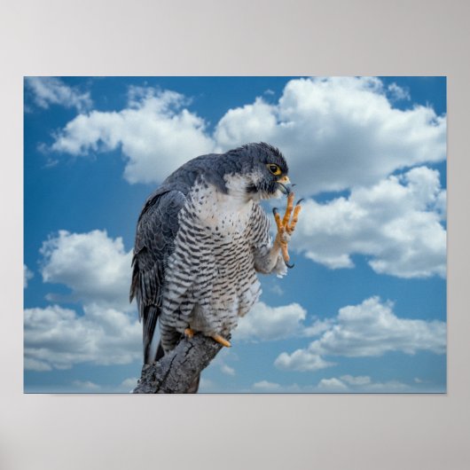16x12 Peregrine Falcon entlang des Hudson River Poster (Vorne)