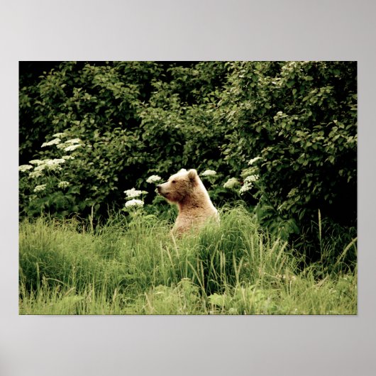 16x12 Plakatpapier (Matte) aus Grizzlybär Poster (Vorne)