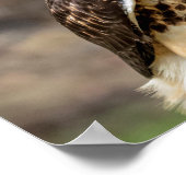 16x12 Rotschwanzhawk im Hudson-Tal Poster (Ecke)