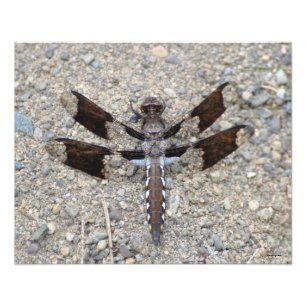 16X20 Dragonfly - Ein gemeinsamer Weißer-Schwanz Fotodruck
