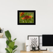 16x20 Indianerblanket-Wildblume Poster (Heimbüro)