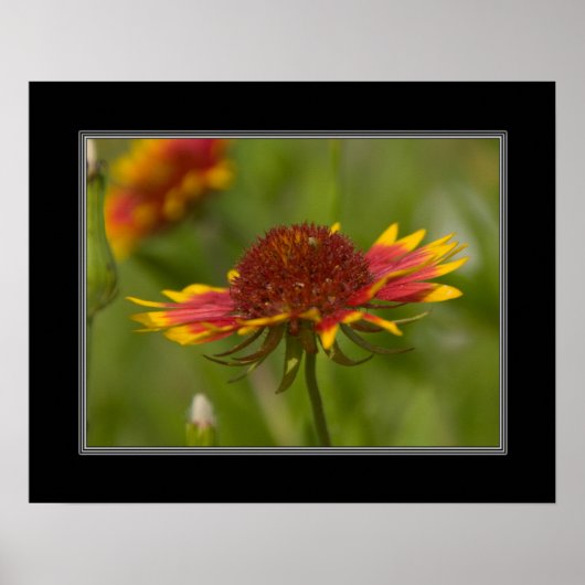 16x20 Indianerblanket-Wildblume Poster (Vorne)