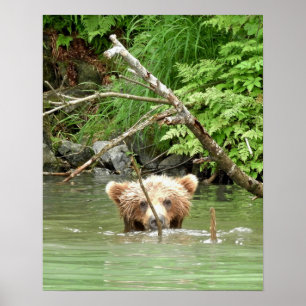 16x20 Posterpapier (Matte) aus Grizzlybär Poster