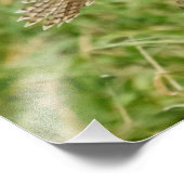 16x20 Rote Schwanzfalken Fotodruck (Ecke)