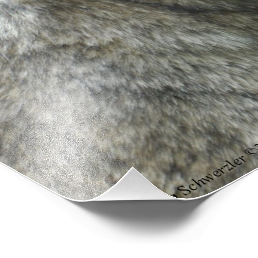 16X20 Roter Wolf Fotodruck (Ecke)