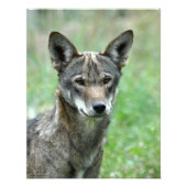 16X20 Roter Wolf Fotodruck (Vorne)