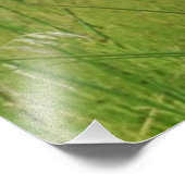 16x20 Satin-Foto des Koyoten Fotodruck (Ecke)