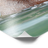 16x20 Satinbär, Foto aus Grizzlybär (Ecke)