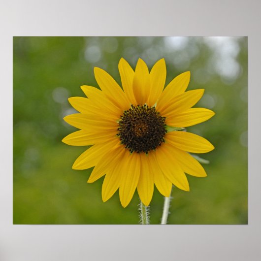 16x20 Single Sonnenblume drucken Poster (Vorne)