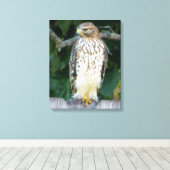 16x20 überzogene Canvas (Glanz) mit Falken Leinwanddruck (Insitu (Holzboden))