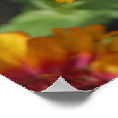 16x24 Indianerblanket-Wildblume und Schmetterling Poster (Ecke)