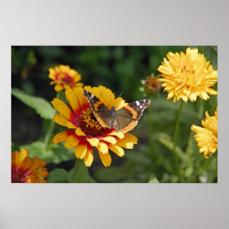 16x24 Indianerblanket-Wildblume und Schmetterling Poster