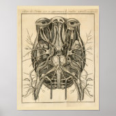 1744 Augen Gehirn Kraniale Nerven Anatomie Print Poster (Vorne)