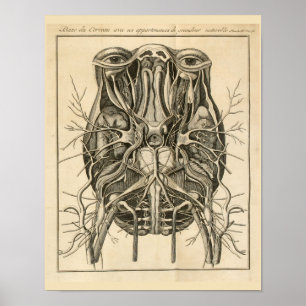 1744 Augen Gehirn Kraniale Nerven Anatomie Print Poster