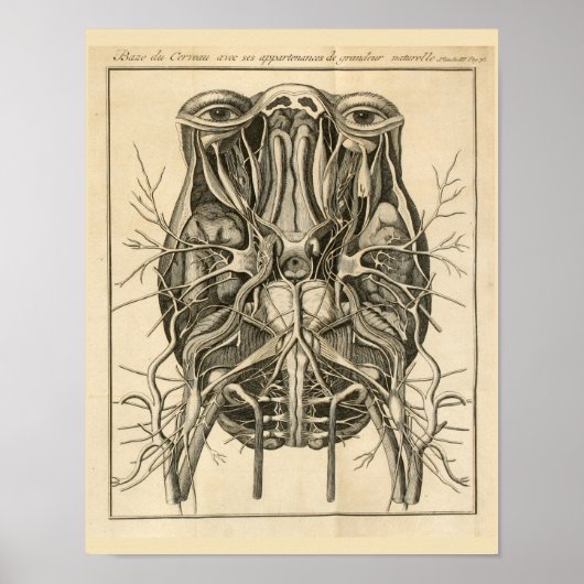 1744 Augen Gehirn Kraniale Nerven Anatomie Print Poster (Vorne)