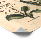 1757 Botanische Blume Art Print Blue Iris Poster (Ecke)