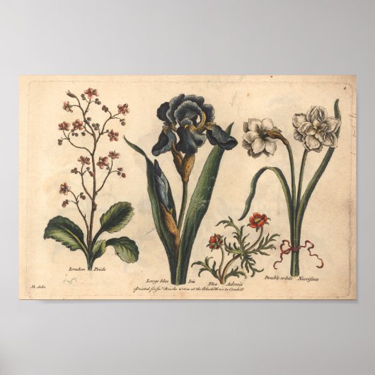 1757 Botanische Blume Art Print Blue Iris Poster (Vorne)