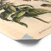 1757 Botanische Blume Art Print Carnation Poster (Ecke)