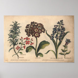 1757 Botanische Blume Art Print Rosemary Poster