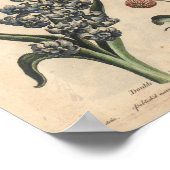 1757 Botanische Blume Art Print Tulip Poster (Ecke)