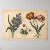 1757 Botanische Blume Art Print Tulip Poster (Vorne)