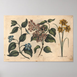 1757 Botanische Blume Kunstdruckerei Periwinkle Poster