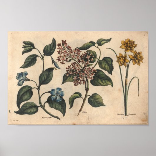 1757 Botanische Blume Kunstdruckerei Periwinkle Poster (Vorne)