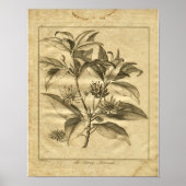 1817 Anniseed Culpeper Herbal Print Poster (Vorne)