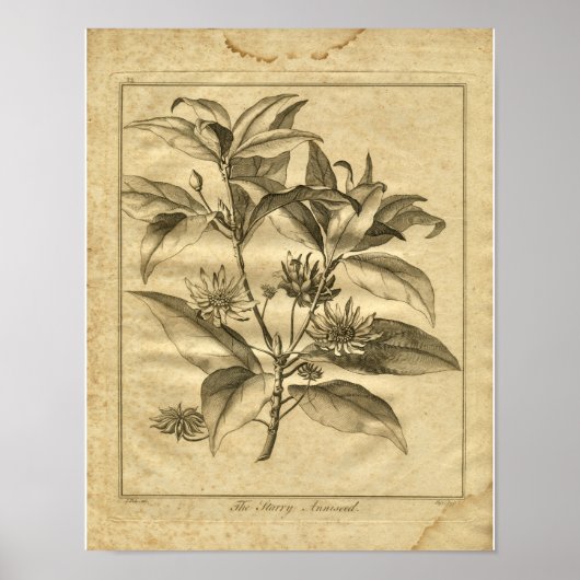 1817 Anniseed Culpeper Herbal Print Poster (Vorne)