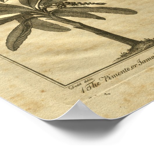 1817 Banana Plantain Culpeper Herbal Print Poster (Ecke)