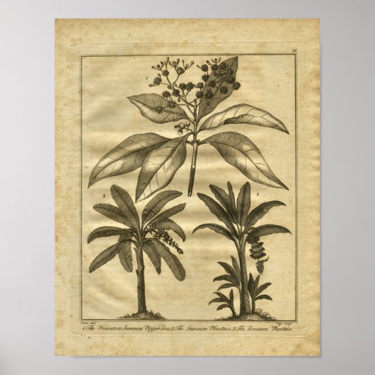 1817 Banana Plantain Culpeper Herbal Print Poster (Vorne)