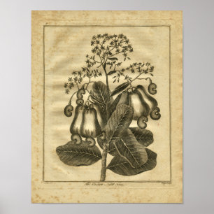 1817 Cashew Nut Culpeper Herbal Print Poster
